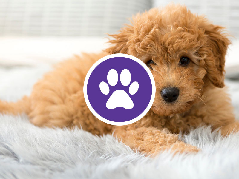 Saving for puppy Nudge Saver helps you get your new puppy